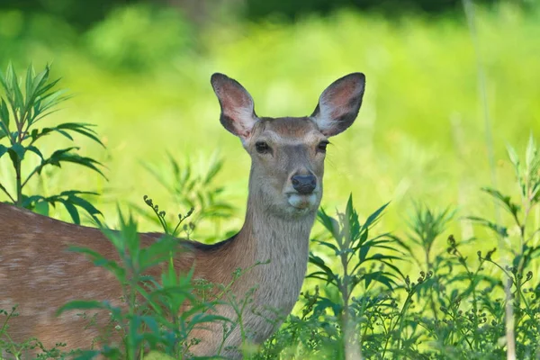 Hokkaido Японія Червня 2022 Wild Hokkaido Deer Cervus Nippon Yesoensis — стокове фото