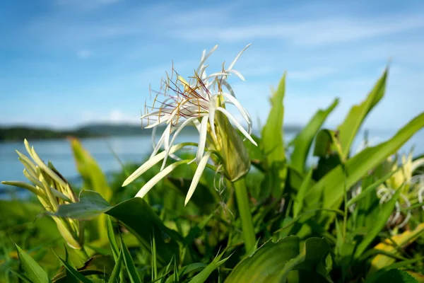 Okinawa Japan July 2022 Crinum Asiaticum Seaside Ishigaki Island — Photo