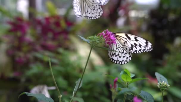 Okinawa Japon Juillet 2022 Idée Papillon Leucone Cerf Volant Papier — Video