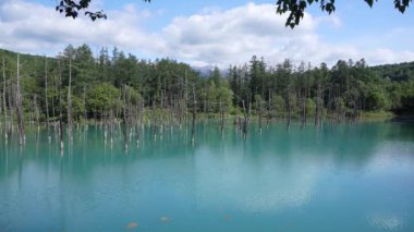 Hokkaido,Japan - July 8, 2022: Shirogane Blue Pond in Biei, Hokkaido, Japan