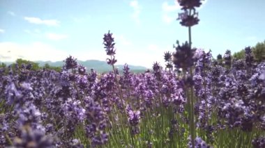 Hokkaido, Japonya - 8 Temmuz 2022: Çiçek açmış lavanta çiçekleri ve arılar Furano, Hokkaido, Japonya 'da
