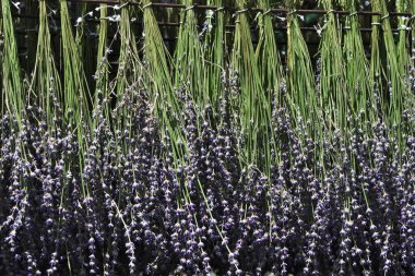 Hokkaido,Japan - July 8, 2022: Drying out bundles of fresh lavender being hung upside down