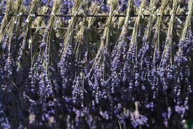 Hokkaido,Japan - July 8, 2022: Drying out bundles of fresh lavender being hung upside down