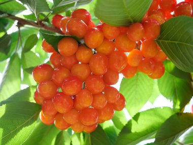 Hokkaido, Japonya - 10 Temmuz 2022: Hokkaido, Japonya 'da bir ağaçta olgunlaşmış neşe