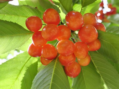 Hokkaido, Japonya - 10 Temmuz 2022: Hokkaido, Japonya 'da bir ağaçta olgunlaşmış neşe