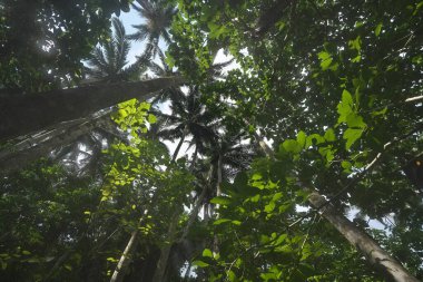 Okinawa, Japonya - 4 Temmuz 2022: Japonya 'nın Okinawa adasındaki Yaeyamayashi ya da Satakentia liukiuensis Kolonisi