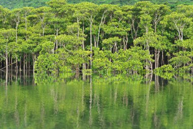 Okinawa, Japonya - 2 Temmuz 2022 Mangrove Ormanı sabah Iriomote Adası, Okinawa, Japonya 'daki Maira Nehri' nde 