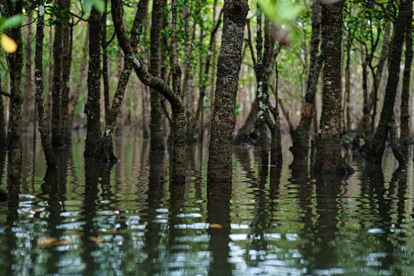 Okinawa Japan July 2022 Mangrove Forest Morning Maira River Iriomote — Stockfoto