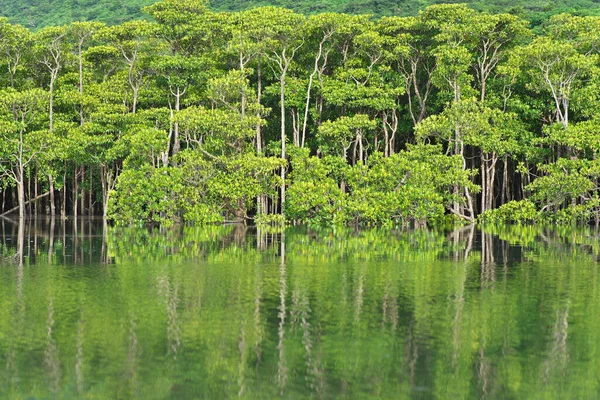 Okinawa Japan July 2022 Mangrove Forest Morning Maira River Iriomote — Stockfoto
