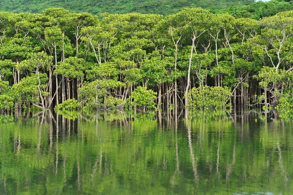 Okinawa Japan July 2022 Mangrove Forest Morning Maira River Iriomote — Stockfoto