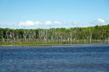 Hokkaido, Japonya - 21 Haziran 2022: Narawara ya da Japonya 'nın Hokkaido kentindeki Notsuke Yarımadası' ndaki ölü ağaçlar