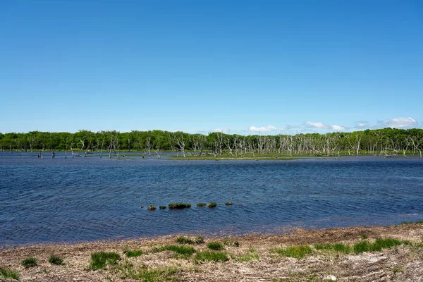 Hokkaido Japan June 2022 Narawara Stand Dead Trees Notsuke Peninsula — 图库照片