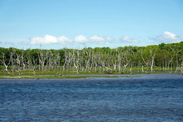 Hokkaido, Japonya - 21 Haziran 2022: Narawara ya da Japonya 'nın Hokkaido kentindeki Notsuke Yarımadası' ndaki ölü ağaçlar