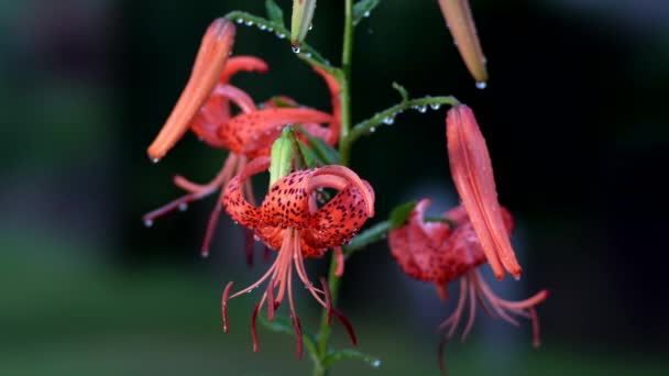 Tokio Japón Julio 2022 Tiger Lily Lilium Lancifolium Thunb Oniyuri — Vídeos de Stock