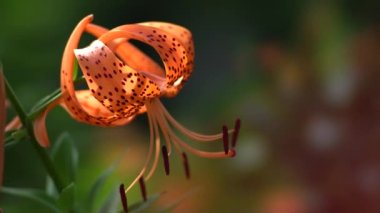 Tokyo,Japan - July 20, 2022: Tiger Lily or Lilium lancifolium Thunb or Oniyuri in the morning
