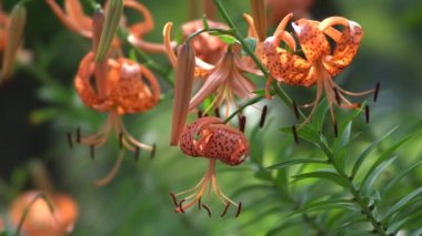 Tokyo, Japonya - 20 Temmuz 2022: Tiger Lily veya Lilium lancifolium Thunb veya Oniyuri
