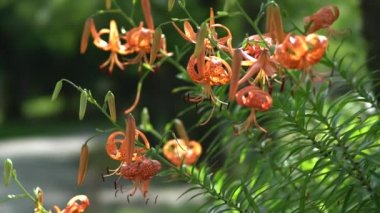 Tokyo, Japonya - 20 Temmuz 2022: Tiger Lily veya Lilium lancifolium Thunb veya Oniyuri