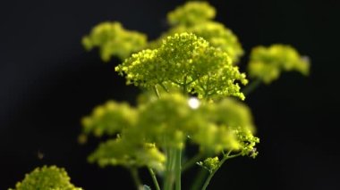 Tokyo, Japonya - 20 Temmuz 2022: Patrinia scabiosifolia veya Ominaeshi