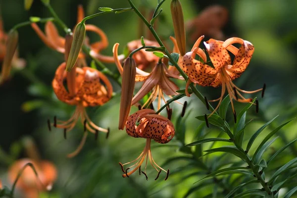 Tokyo Japan July 2022 Tiger Lily Lilium Lancifolium Thunb Oniyuri — Stock Fotó