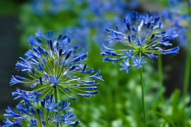 Tokyo, Japonya - 21 Temmuz 2022: Mavi Agapanthus africanus veya Afrika Zambağı