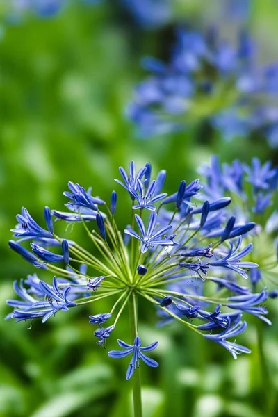 Tokyo,Japan - July 21, 2022: Blue Agapanthus africanus or African Lily