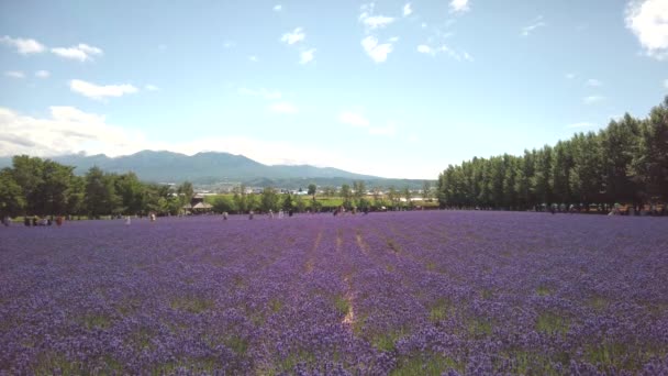 Hokkaido Japan July 2022 Lavender Flowers Full Bloom Furano Hokkaido — Vídeo de Stock