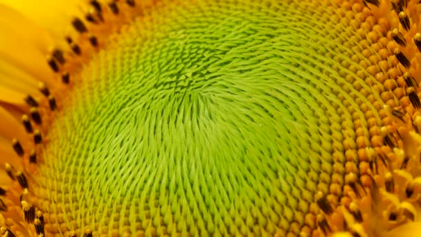 Tokyo Japan July 2022 Closeup Disk Florets Sunflower — 图库视频影像