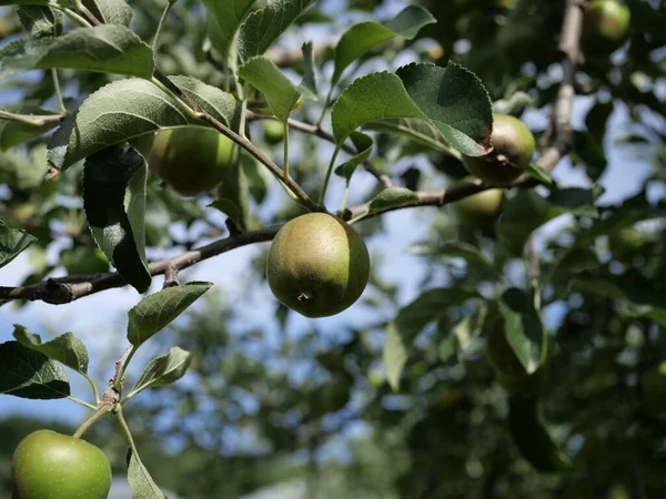 Hokkaido,Japan - July 10, 2022: Green apples, breed name Tsugaru, on a branch in Hokkaido, Japan