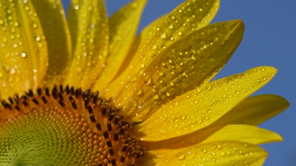 Tokyo Japan July 2022 Closeup Disk Florets Sunflower — Stockvideo