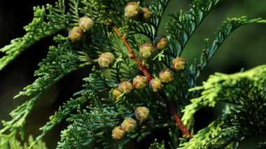 Tokyo,Japan - July 29, 2022: Closeup of seeds of hinoki cypress