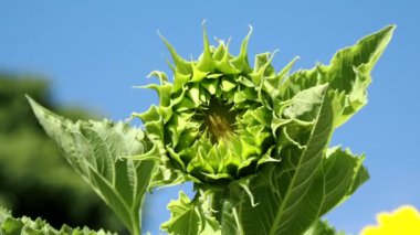 Tokyo, Japonya - 25 Temmuz 2022: Ayçiçeği tomurcuğunun kapanışı