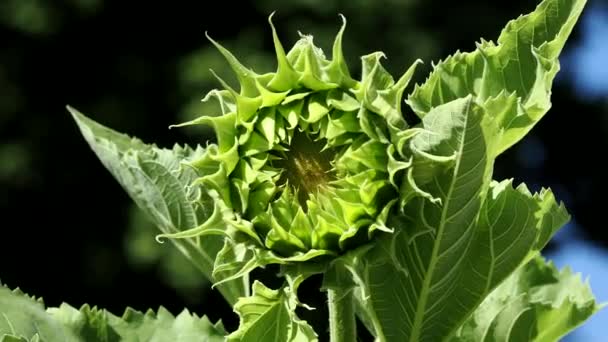 Tokyo Japan July 2022 Closeup Flower Bud Sunflower — Stockvideo