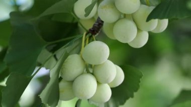 Tokyo,Japan - July 31, 2022: Closeup of immature Ginkgo nuts