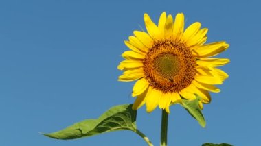 Tokyo,Japan - July 31, 2022: Closeup of  disk florets of sunflower under blue sky