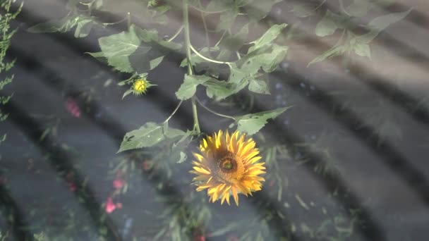Tokyo Japan July 2022 Reflection Sunflower Water Surface — Stockvideo