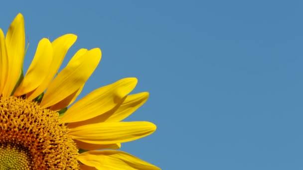 Tokyo Japan July 2022 Closeup Disk Florets Sunflower Blue Sky — Stockvideo