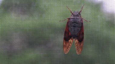 Tokyo,Japan - August 4, 2022: A balm cricket or a cicada climbing on wire