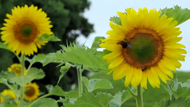 Tokyo Japan August 2022 Closeup Bees Disk Florets Sunflower — Stockvideo
