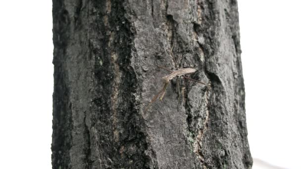 Tokyo Japan August 2022 Brown Mantis Walking Bark Morning — Stockvideo