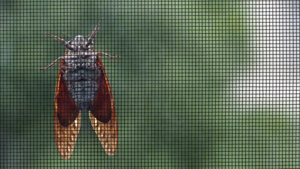 Tokyo Japan August 2022 Balm Cricket Cicada Climbing Wire — Vídeos de Stock