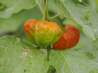 Tokyo,Japan - August 6, 2022: Red Fruits of Chinese lantern plant in summer