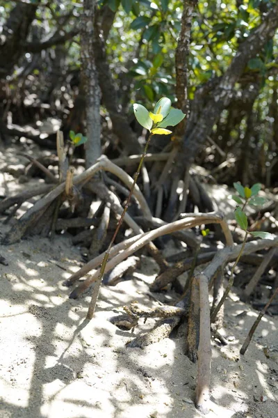 Okinawa Japan July 2022 Shoots Black Mangrove Ohirugi Bruguiera Gymnorhiza — Stockfoto