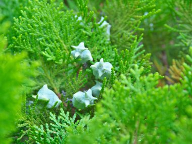 Tokyo,Japan - August 9, 2022: Closeup of cypress leaves and seeds