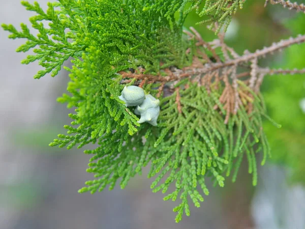 Tokyo Japan August 2022 Closeup Cypress Leaves Seeds — Foto de Stock