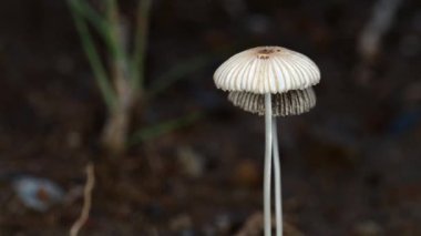 Tokyo,Japan - September 4, 2022: Closeup of Parasola leiocephala or Bald Inkcap