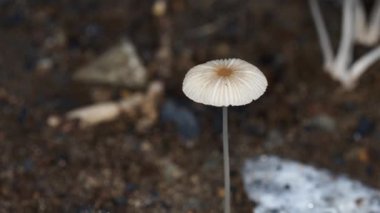 Tokyo,Japan - September 4, 2022: Closeup of Parasola leiocephala or Bald Inkcap