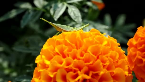 Tokio Japan September 2022 Close Van Een Sprinkhaan Oranje Goudsbloem — Stockvideo