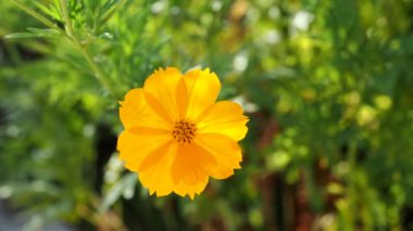 Tokyo, Japonya - 14 Eylül 2022: Sabah güneşinde kozmos sülfürünün kapanışı