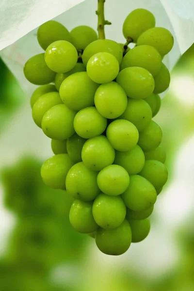 Yamanashi Japan September 2022 Closeup Fresh Grape Branch Breed Shine — Stock Photo, Image