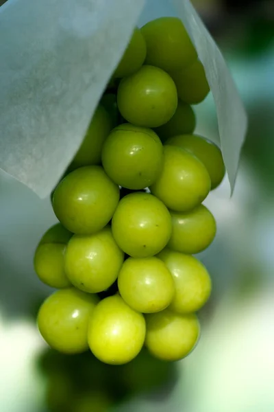 Yamanashi Japão Setembro 2022 Closeup Fresh Grape Branch Raça Shine — Fotografia de Stock